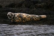 Camara Canon EOS 400D DIGITAL
Foca Gris en La Isla de  mull - escocia
Escocia
ISLE OF MULL
Foto: 29610