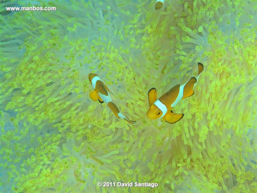 Palawan
Clownfish
Bacuit Archipielago