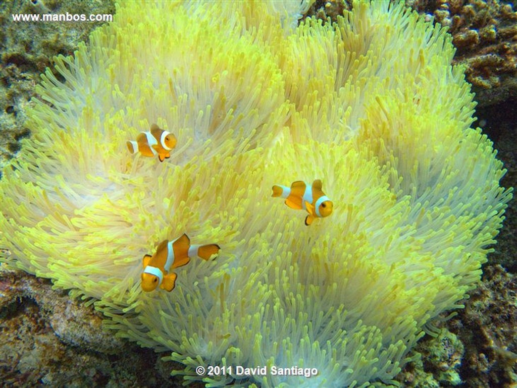 Palawan
Clownfish
Bacuit Archipielago