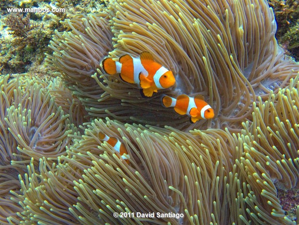 Palawan
Clownfish
Bacuit Archipielago