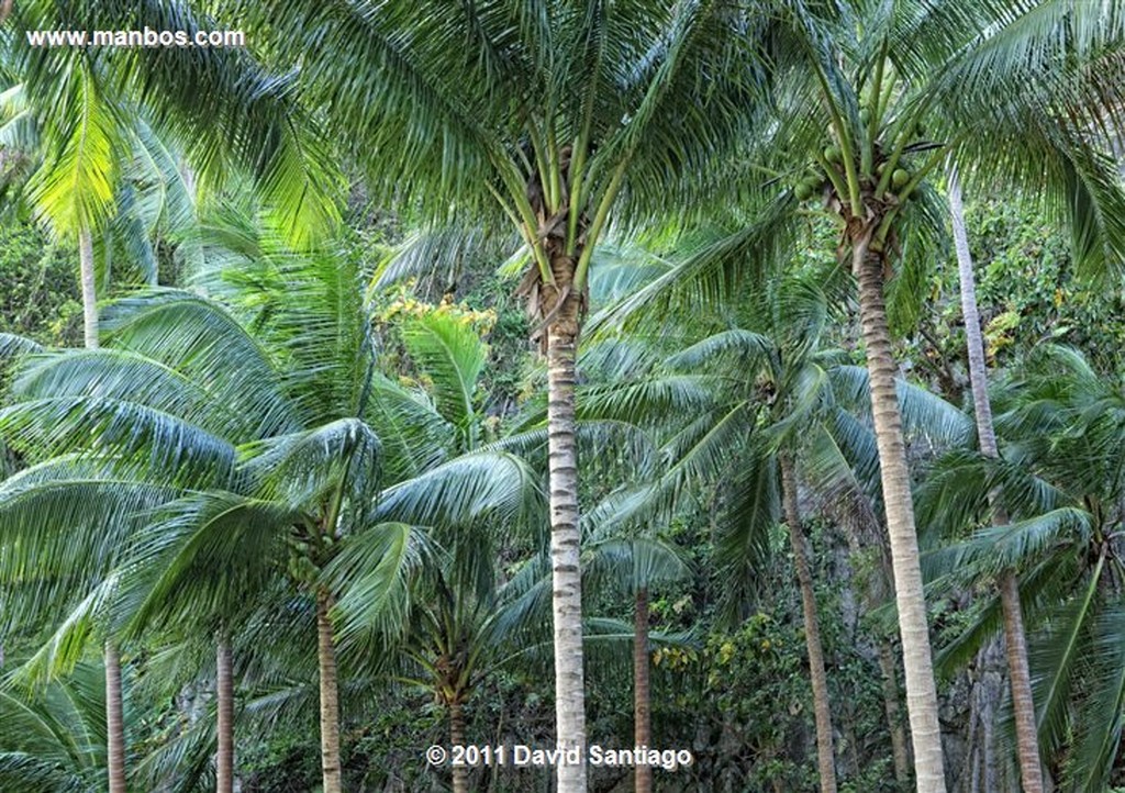 Palawan
Pinagbuyutan Island
Bacuit Archipielago