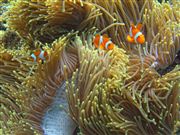 Camara Canon PowerShot G9
Clownfish
Filipinas
PALAWAN
Foto: 25264