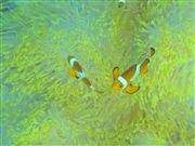 Camara Canon PowerShot G9
Clownfish
Filipinas
PALAWAN
Foto: 25263