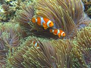 Camara Canon PowerShot G9
Clownfish
Filipinas
PALAWAN
Foto: 25261