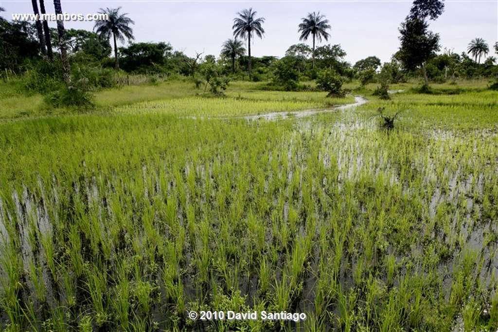 Islas Bijagos 
Avefria P n Orango Guinea Bissau 
Islas Bijagos 