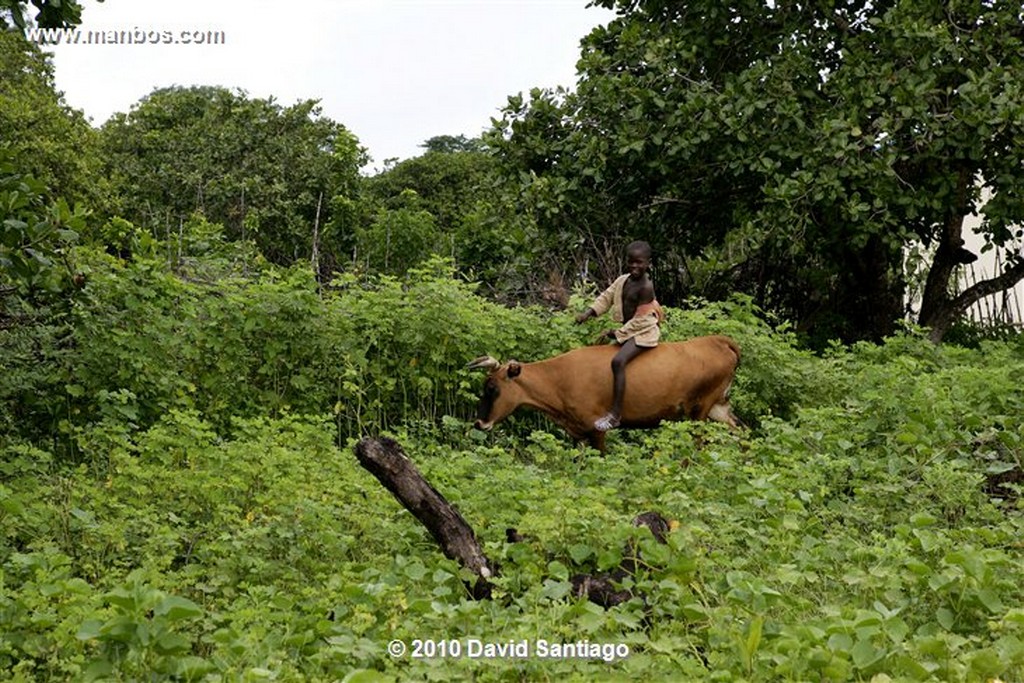 Islas Bijagos 
Buitre de Las Palmeras P n Orango Guinea Bissau 
Islas Bijagos 