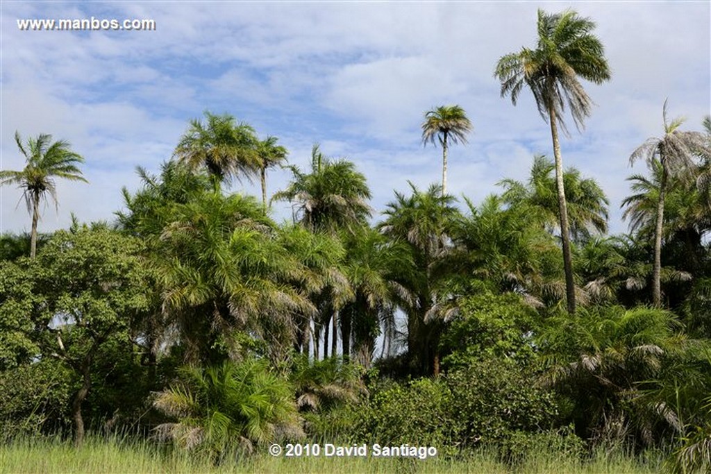 Islas Bijagos 
Camino A la Laguna de Anor P n Orango Poilao Bijagos Guinea Bissau 
Islas Bijagos 