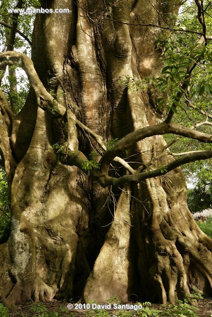 Islas Bijagos 
Caravela Archipielago Bijagos Guinea Bissau 
Islas Bijagos 