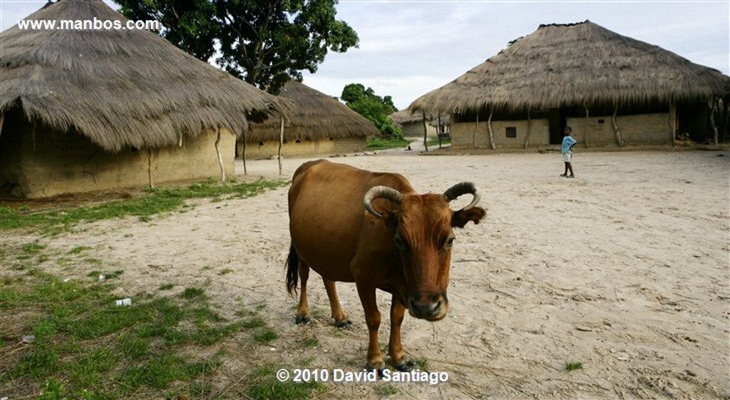 Islas Bijagos 
Eticoga Orango Guinea Bissau 
Islas Bijagos 