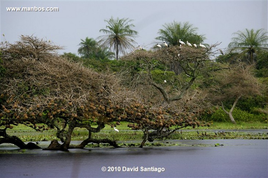 Islas Bijagos 
Laguna de Anor P n Orango Poilao Bijagos Guinea Bissau 
Islas Bijagos 