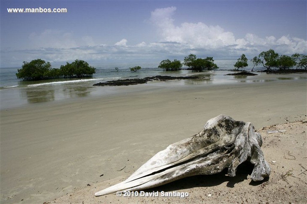 Islas Bijagos 
Parque Nacional Joao Vieira Poilao Bijagos Guinea Bissau 
Islas Bijagos 