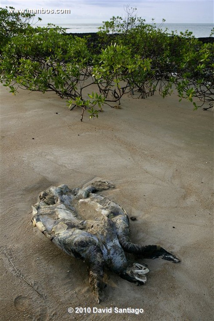 Islas Bijagos 
Poilao Parque Nacional Joao Vieira Poilao Bijagos Guinea Bissau 
Islas Bijagos 