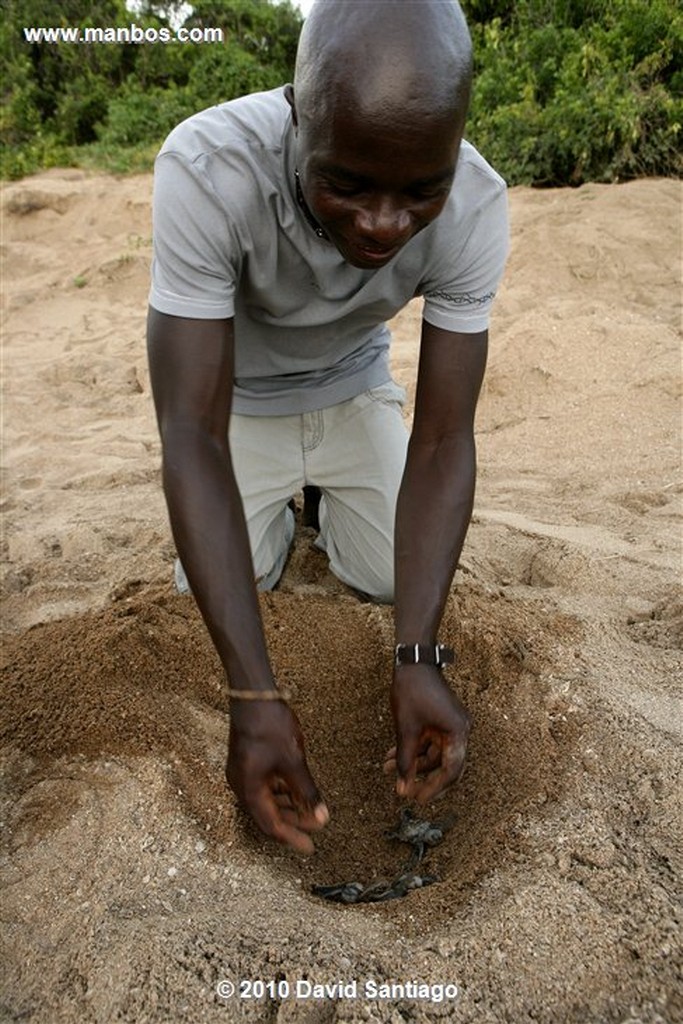 Islas Bijagos 
Poilao Parque Nacional Joao Vieira Poilao Bijagos Guinea Bissau 
Islas Bijagos 