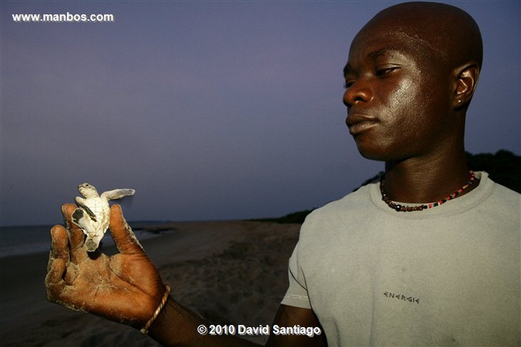 Islas Bijagos 
Poilao Parque Nacional Joao Vieira Poilao Bijagos Guinea Bissau 
Islas Bijagos 