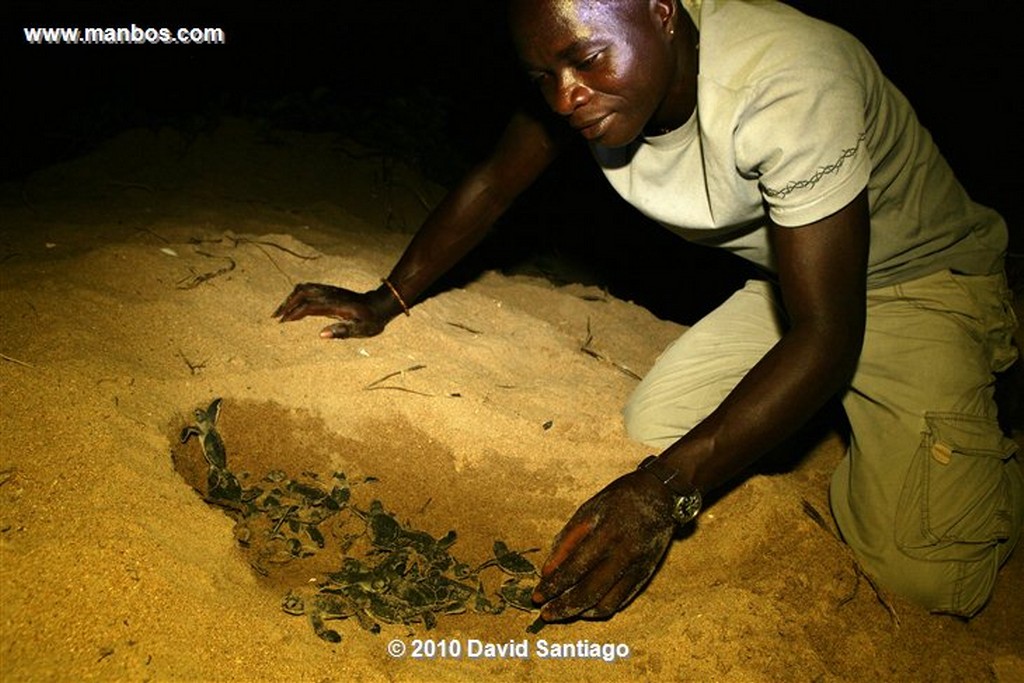 Islas Bijagos 
Poilao Parque Nacional Joao Vieira Poilao Bijagos Guinea Bissau 
Islas Bijagos 