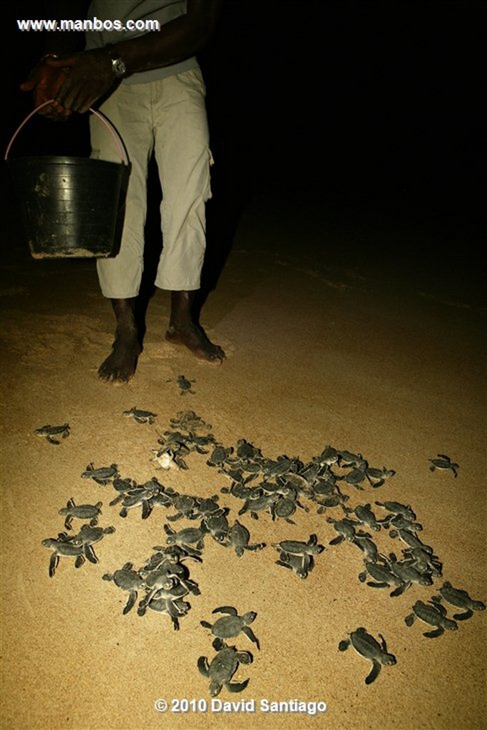 Islas Bijagos 
Poilao Parque Nacional Joao Vieira Poilao Bijagos Guinea Bissau 
Islas Bijagos 