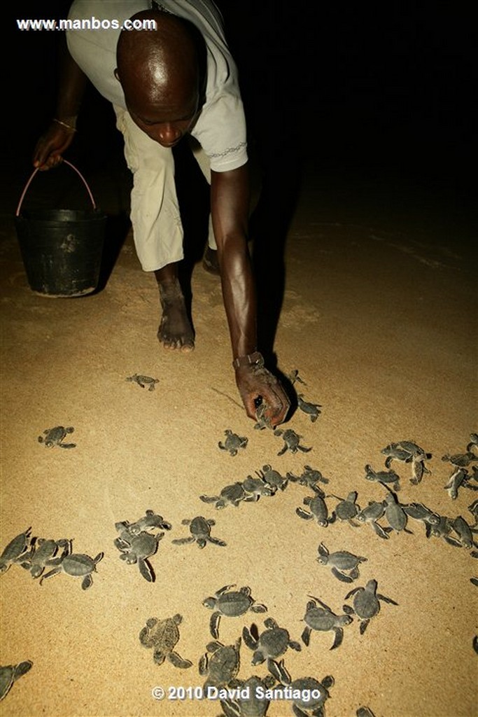 Islas Bijagos 
Poilao Parque Nacional Joao Vieira Poilao Bijagos Guinea Bissau 
Islas Bijagos 