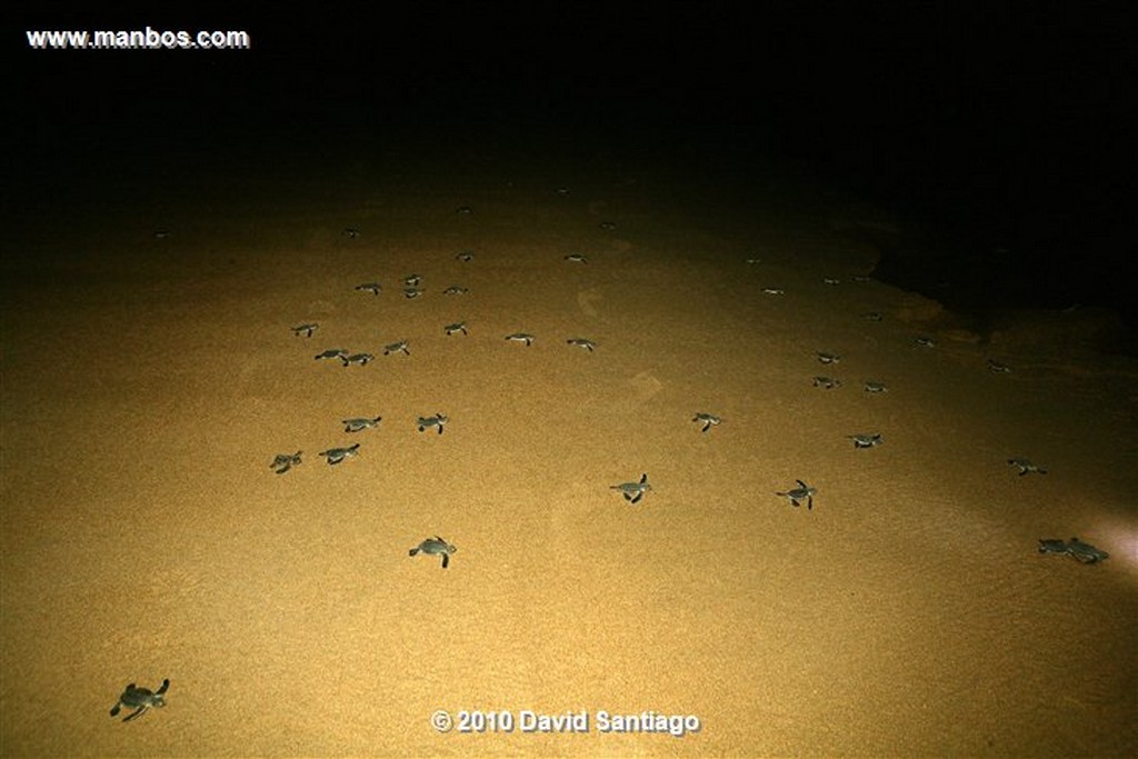 Islas Bijagos 
Poilao Parque Nacional Joao Vieira Poilao Bijagos Guinea Bissau 
Islas Bijagos 