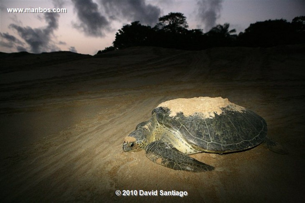 Islas Bijagos 
Poilao Parque Nacional Joao Vieira Poilao Bijagos Guinea Bissau 
Islas Bijagos 