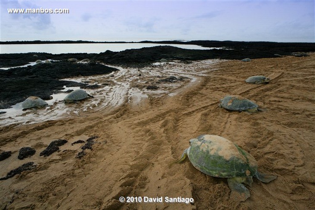 Islas Bijagos 
Poilao Parque Nacional Joao Vieira Poilao Bijagos Guinea Bissau 
Islas Bijagos 