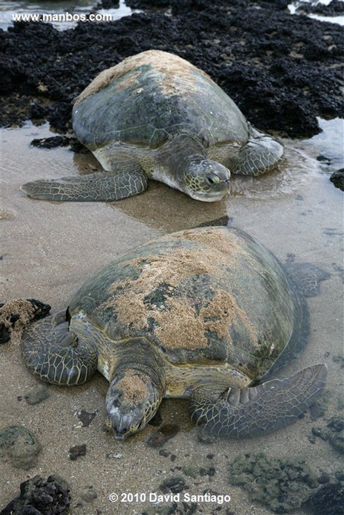 Islas Bijagos 
Poilao Parque Nacional Joao Vieira Poilao Bijagos Guinea Bissau 
Islas Bijagos 