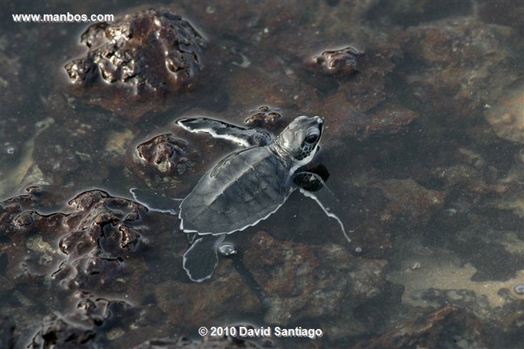 Islas Bijagos 
Poilao Parque Nacional Joao Vieira Poilao Bijagos Guinea Bissau 
Islas Bijagos 