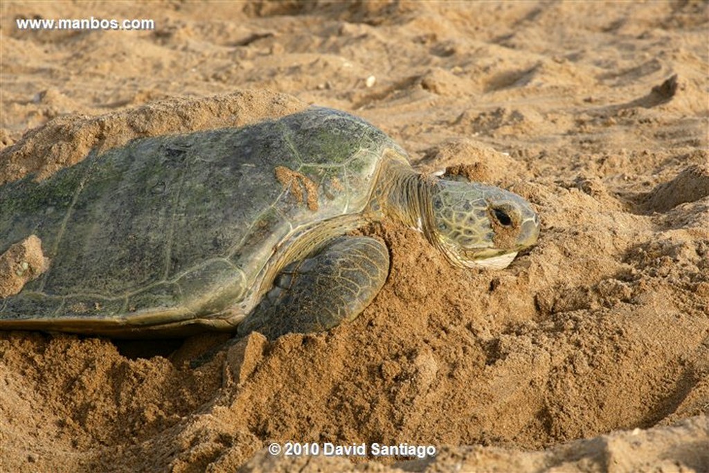 Islas Bijagos 
Huevos de tortuga en el Parque Nacional Joao Vieira Poilao Bijagos
Islas Bijagos 