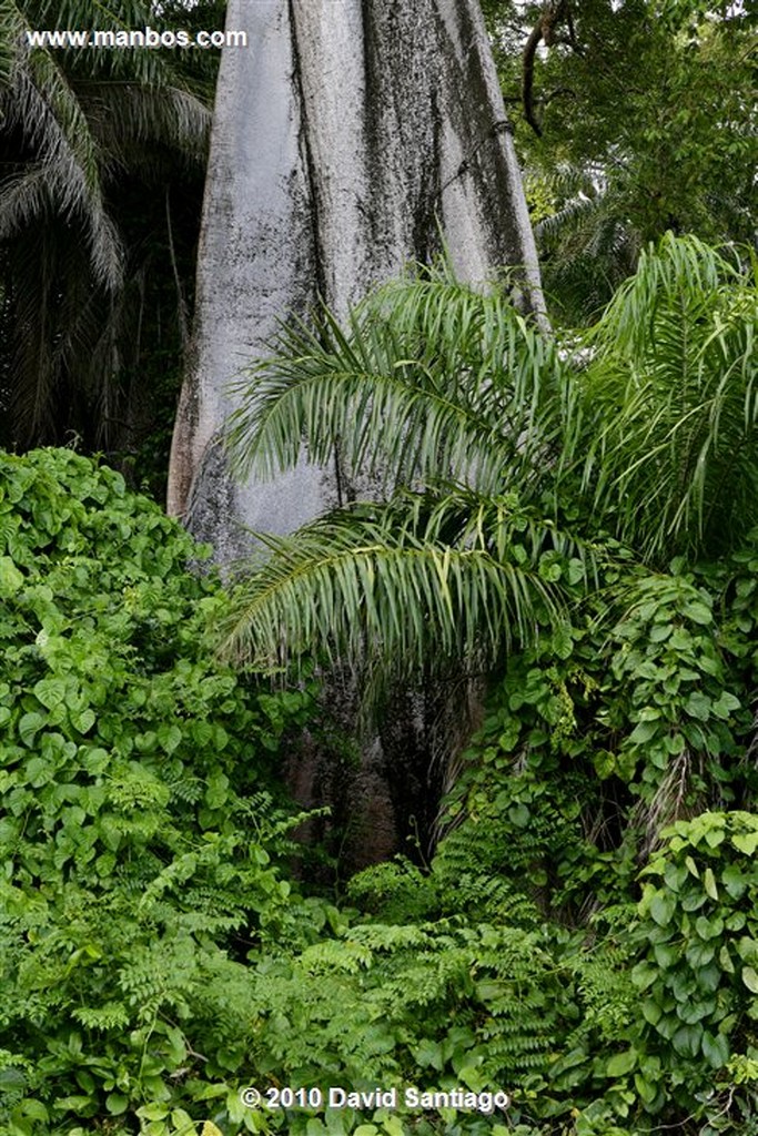 Islas Bijagos 
Poilao Parque Nacional Joao Vieira Poilao Bijagos Guinea Bissau 
Islas Bijagos 