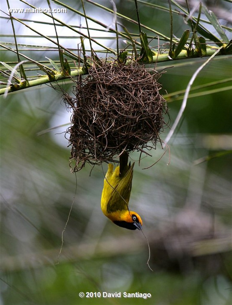 Islas Bijagos 
Tabanca Eticoga Parque Nacional Orango Bijagos Guinea Bissau 
Islas Bijagos 