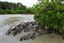 Islas Bijagos 
Poilao Parque Nacional Joao Vieira Poilao Bijagos Guinea Bissau 
Islas Bijagos 