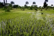 Parque Nacional Islas de Orango , Islas Bijagos , Guinea Bissau 