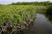 Parque Nacional Islas de Orango , Islas Bijagos , Guinea Bissau 