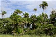 Parque Nacional Islas de Orango , Islas Bijagos , Guinea Bissau 