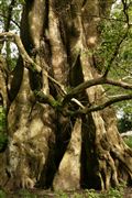 Parque Nacional Islas de Orango , Islas Bijagos , Guinea Bissau 