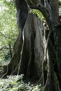 Parque Nacional Islas de Orango , Islas Bijagos , Guinea Bissau 