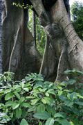 Parque Nacional Islas de Orango , Islas Bijagos , Guinea Bissau 