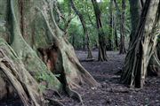 Parque Nacional Islas de Orango , Islas Bijagos , Guinea Bissau 