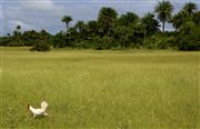 Parque Nacional Islas de Orango , Islas Bijagos , Guinea Bissau 