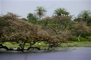 Parque Nacional Islas de Orango , Islas Bijagos , Guinea Bissau 