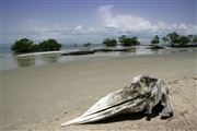 Parque Nacional Islas de Orango , Islas Bijagos , Guinea Bissau 