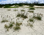 Parque Nacional Islas de Orango , Islas Bijagos , Guinea Bissau 