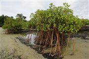 Parque Nacional Islas de Orango , Islas Bijagos , Guinea Bissau 