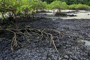 Parque Nacional Islas de Orango , Islas Bijagos , Guinea Bissau 