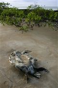 Parque Nacional Islas de Orango , Islas Bijagos , Guinea Bissau 