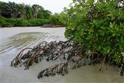 Parque Nacional Islas de Orango , Islas Bijagos , Guinea Bissau 