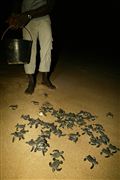 Parque Nacional Islas de Orango , Islas Bijagos , Guinea Bissau 