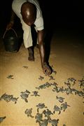 Parque Nacional Islas de Orango , Islas Bijagos , Guinea Bissau 