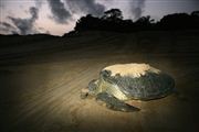 Parque Nacional Islas de Orango , Islas Bijagos , Guinea Bissau 