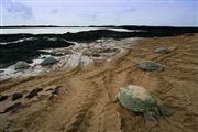 Parque Nacional Islas de Orango , Islas Bijagos , Guinea Bissau 