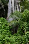 Parque Nacional Islas de Orango , Islas Bijagos , Guinea Bissau 